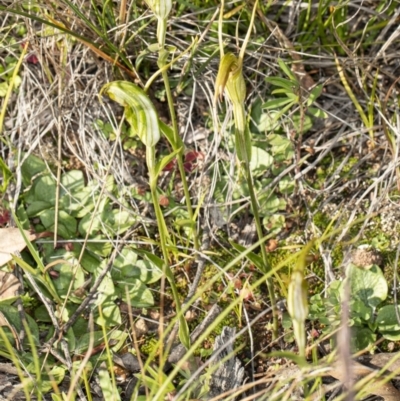 Diplodium laxum (Antelope greenhood) at Hawker, ACT - 6 May 2020 by DerekC