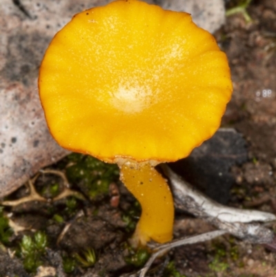 Lichenomphalia chromacea (Yellow Navel) at Black Mountain - 23 Apr 2020 by DerekC