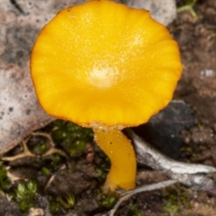 Lichenomphalia chromacea (Yellow Navel) at Point 5815 - 23 Apr 2020 by DerekC
