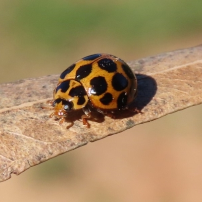 Harmonia conformis (Common Spotted Ladybird) at Molonglo Valley, ACT - 5 May 2020 by RodDeb