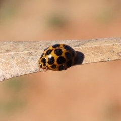 Harmonia conformis at Molonglo River Reserve - 5 May 2020 01:39 PM