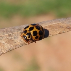 Harmonia conformis at Molonglo River Reserve - 5 May 2020 01:39 PM