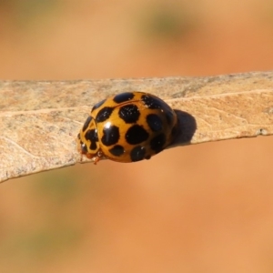 Harmonia conformis at Molonglo River Reserve - 5 May 2020 01:39 PM