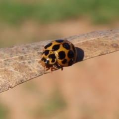 Harmonia conformis at Molonglo River Reserve - 5 May 2020 01:39 PM