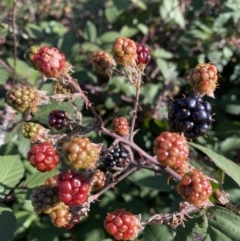 Rubus anglocandicans (Blackberry) at Curtin, ACT - 6 May 2020 by RAllen