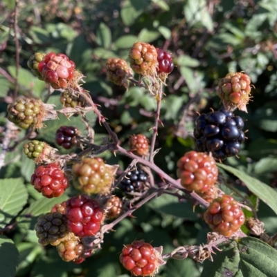 Rubus anglocandicans (Blackberry) at Curtin, ACT - 6 May 2020 by RAllen