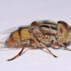 Eristalinus punctulatus (Golden Native Drone Fly) at Evatt, ACT - 30 Oct 2016 by TimL