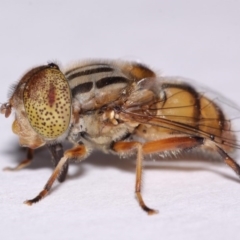 Eristalinus punctulatus at Evatt, ACT - 30 Oct 2016 04:35 PM