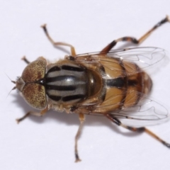 Eristalinus punctulatus at Evatt, ACT - 30 Oct 2016 04:35 PM