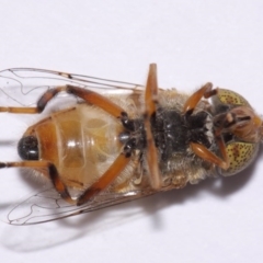 Eristalinus punctulatus at Evatt, ACT - 30 Oct 2016 04:35 PM