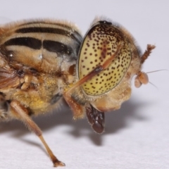 Eristalinus punctulatus (Golden Native Drone Fly) at Evatt, ACT - 30 Oct 2016 by TimL