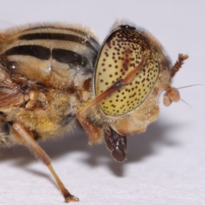 Eristalinus punctulatus at Evatt, ACT - 30 Oct 2016 05:15 PM