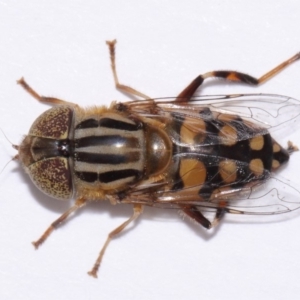 Eristalinus punctulatus at Evatt, ACT - 30 Oct 2016 05:15 PM