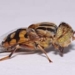 Eristalinus punctulatus at Evatt, ACT - 30 Oct 2016