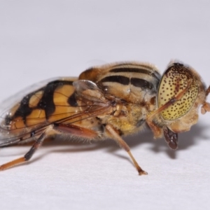 Eristalinus punctulatus at Evatt, ACT - 30 Oct 2016 05:15 PM