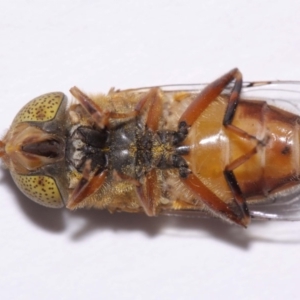 Eristalinus punctulatus at Evatt, ACT - 30 Oct 2016 05:15 PM