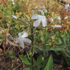 Saponaria officinalis (Soapwort, Bouncing Bet) at Tuggeranong DC, ACT - 15 Jan 2020 by MichaelBedingfield