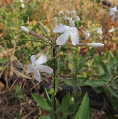 Saponaria officinalis (Soapwort, Bouncing Bet) at Tuggeranong DC, ACT - 15 Jan 2020 by michaelb