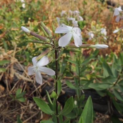 Saponaria officinalis (Soapwort, Bouncing Bet) at Tuggeranong DC, ACT - 15 Jan 2020 by michaelb