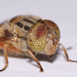 Eristalinus punctulatus at Evatt, ACT - 30 Oct 2016