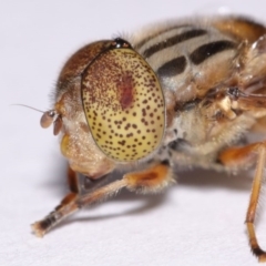 Eristalinus punctulatus at Evatt, ACT - 30 Oct 2016 05:16 PM