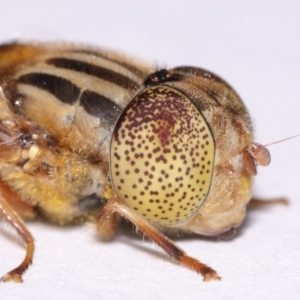 Eristalinus punctulatus at Evatt, ACT - 30 Oct 2016 05:16 PM