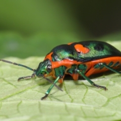 Scutiphora pedicellata (Metallic Jewel Bug) at Acton, ACT - 19 Jan 2020 by TimL