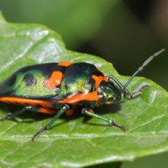 Scutiphora pedicellata at Acton, ACT - 19 Jan 2020