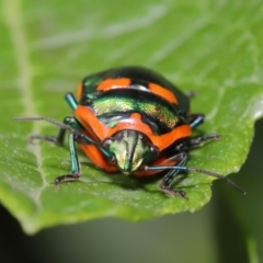 Scutiphora pedicellata at Acton, ACT - 19 Jan 2020