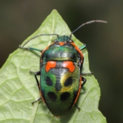 Scutiphora pedicellata at Acton, ACT - 19 Jan 2020