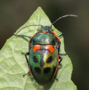 Scutiphora pedicellata at Acton, ACT - 19 Jan 2020