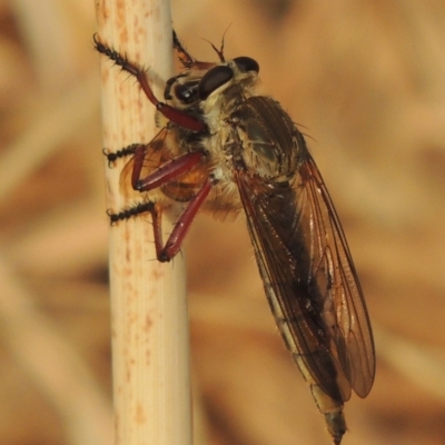 Colepia ingloria (A robber fly) at Tuggeranong DC, ACT - 15 Jan 2020 by michaelb