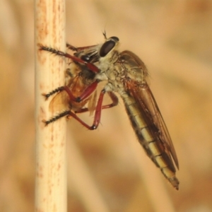 Colepia ingloria at Tuggeranong DC, ACT - 15 Jan 2020