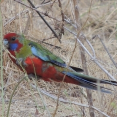 Platycercus elegans (Crimson Rosella) at Tuggeranong DC, ACT - 15 Jan 2020 by michaelb