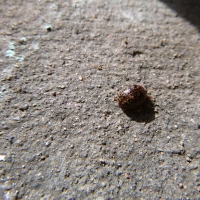 Chrysomelidae sp. (family) (Unidentified Leaf Beetle) at Tathra, NSW - 6 May 2020 by TathraPreschool