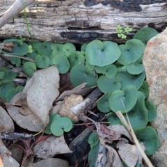 Corysanthes hispida (Bristly Helmet Orchid) at Aranda, ACT - 5 May 2020 by CathB