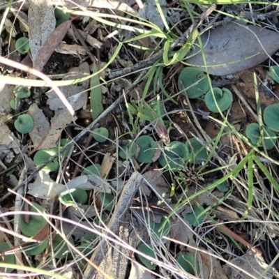 Cyrtostylis reniformis (Common Gnat Orchid) at Aranda, ACT - 5 May 2020 by CathB