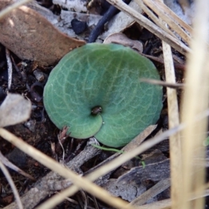 Cyrtostylis reniformis at suppressed - suppressed