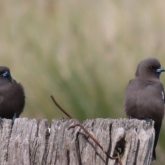 Artamus cyanopterus cyanopterus (Dusky Woodswallow) at Fyshwick, ACT - 6 May 2020 by roymcd