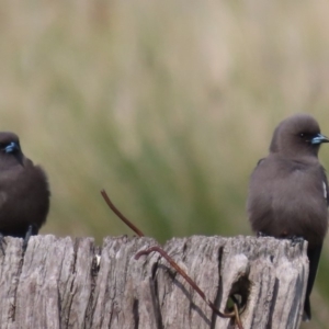 Artamus cyanopterus at Fyshwick, ACT - 6 May 2020