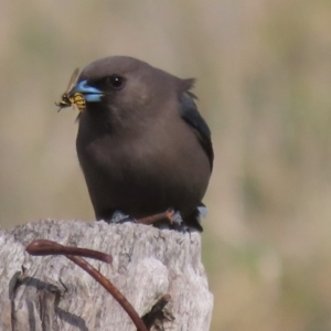 Artamus cyanopterus at Fyshwick, ACT - 6 May 2020