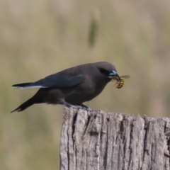 Artamus cyanopterus at Fyshwick, ACT - 6 May 2020