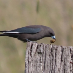 Artamus cyanopterus at Fyshwick, ACT - 6 May 2020