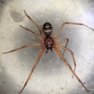 Steatoda grossa at Cook, ACT - 30 Apr 2020