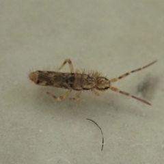 Collembola (class) (Springtail) at Cook, ACT - 8 May 2020 by CathB