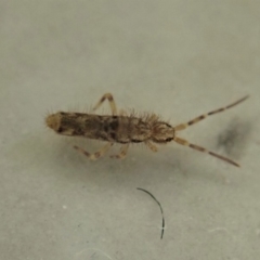 Collembola sp. (class) (Springtail) at Cook, ACT - 8 May 2020 by CathB