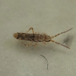 Collembola sp. (class) at Cook, ACT - 8 May 2020