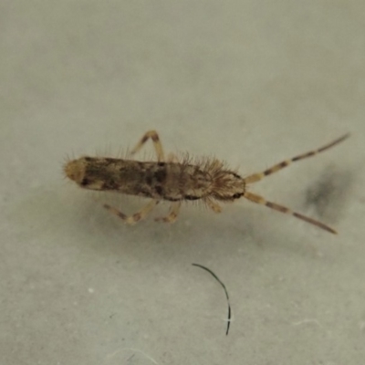 Collembola (class) (Springtail) at Cook, ACT - 8 May 2020 by CathB