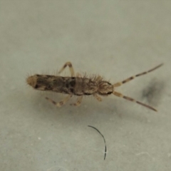 Collembola sp. (class) at Cook, ACT - 8 May 2020