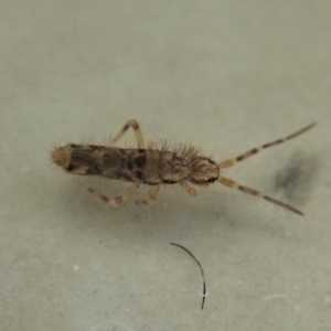 Collembola sp. (class) at suppressed - 8 May 2020